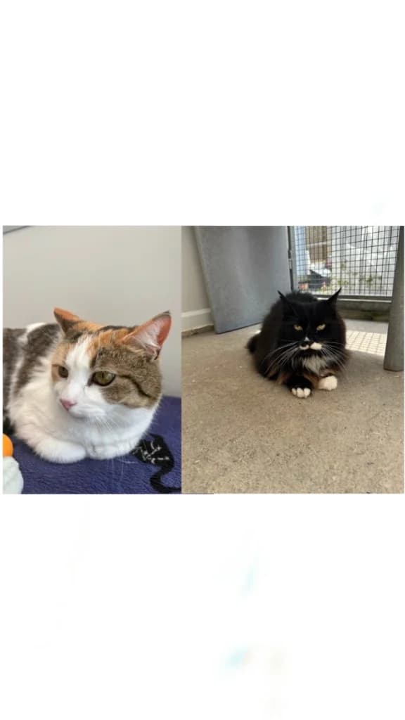 Alfie and Lily, male senior Mixed Breed Cat for adoption at Yorkshire Cat Rescue
