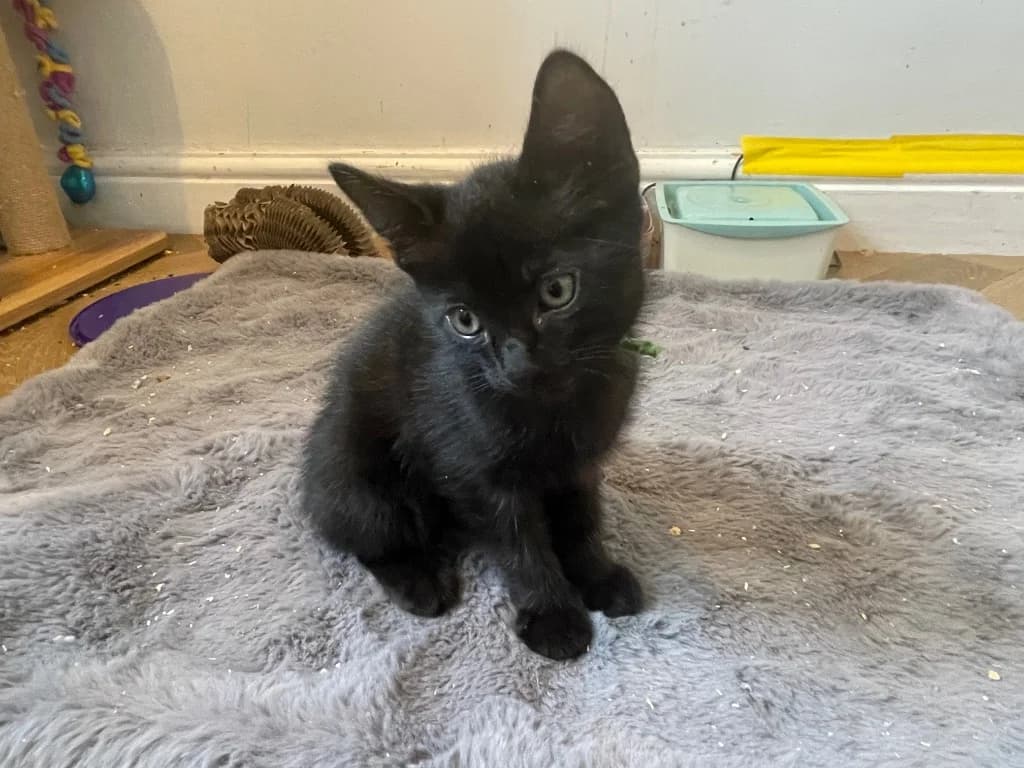 Coal, male puppy Mixed Breed Cat for adoption at Yorkshire Cat Rescue