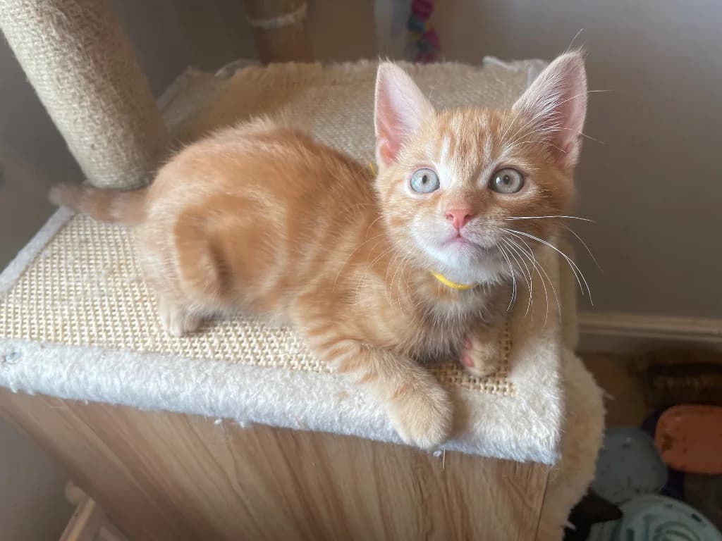 Blaze, male puppy Mixed Breed Cat for adoption at Yorkshire Cat Rescue