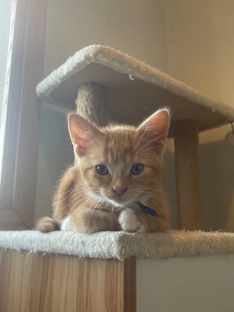 Flame, male puppy Mixed Breed Cat for adoption at Yorkshire Cat Rescue