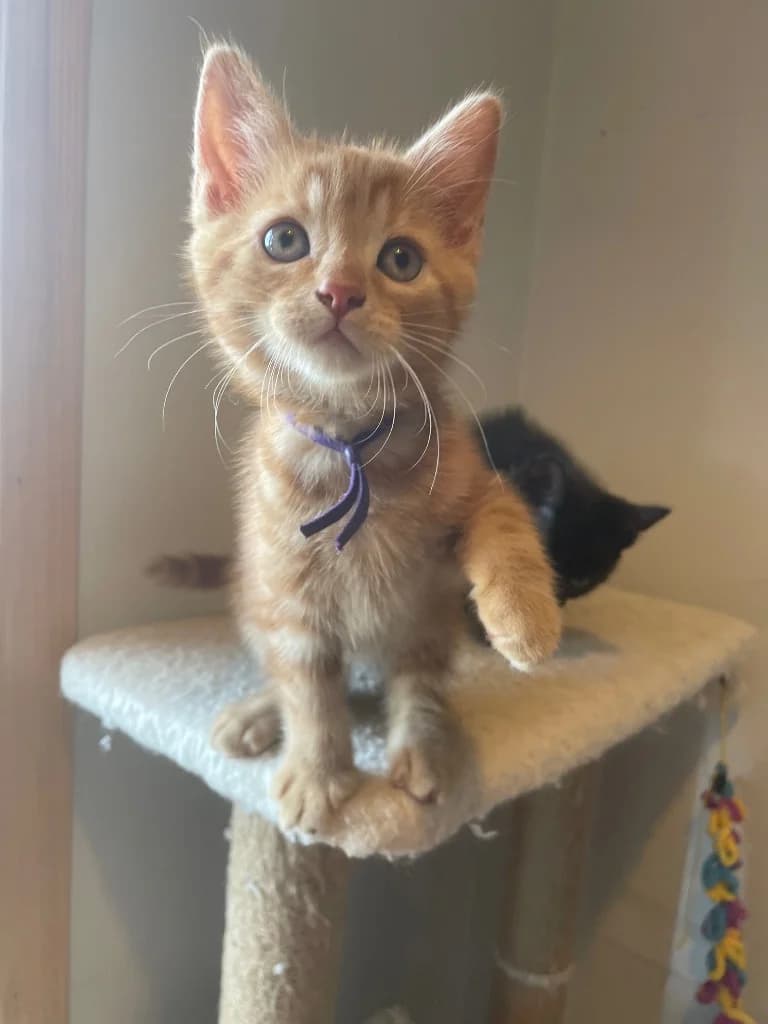Phoenix, male puppy Mixed Breed Cat for adoption at Yorkshire Cat Rescue