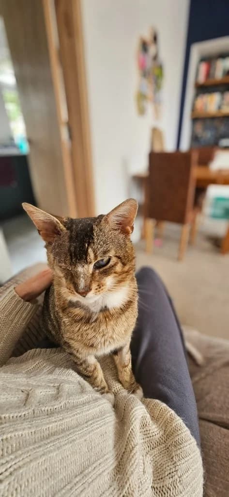 Roger, male senior Mixed Breed Cat for adoption at Yorkshire Cat Rescue