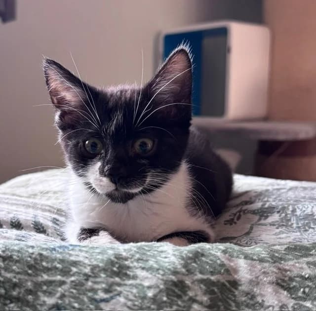 Sunshine aka Sunny, female puppy Mixed Breed Cat for adoption at Yorkshire Cat Rescue