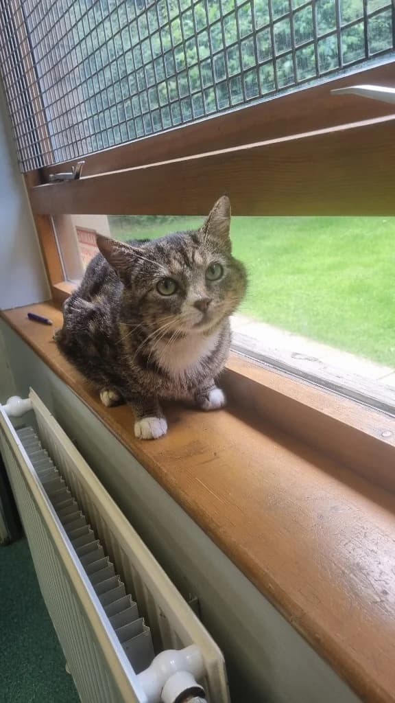 Dougal, male young Mixed Breed Cat for adoption at Yorkshire Cat Rescue