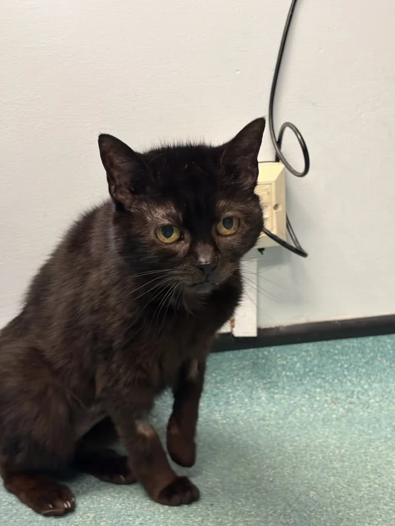 Martha, female senior Mixed Breed Cat for adoption at Yorkshire Cat Rescue