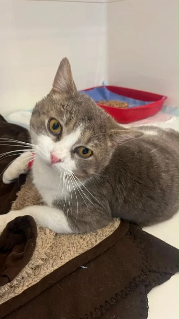 Rupert, male young Mixed Breed Cat for adoption at Yorkshire Cat Rescue