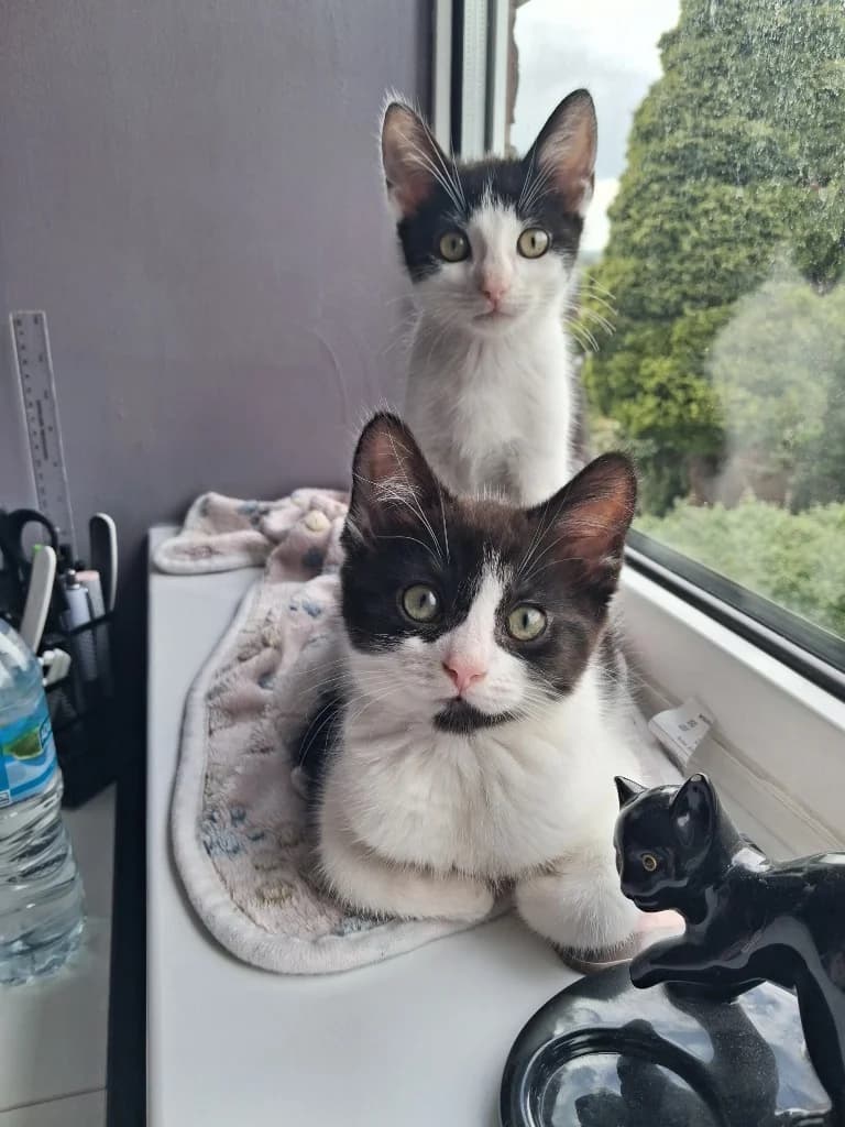 Craig & Cora, male puppy Mixed Breed Cat for adoption at Yorkshire Cat Rescue