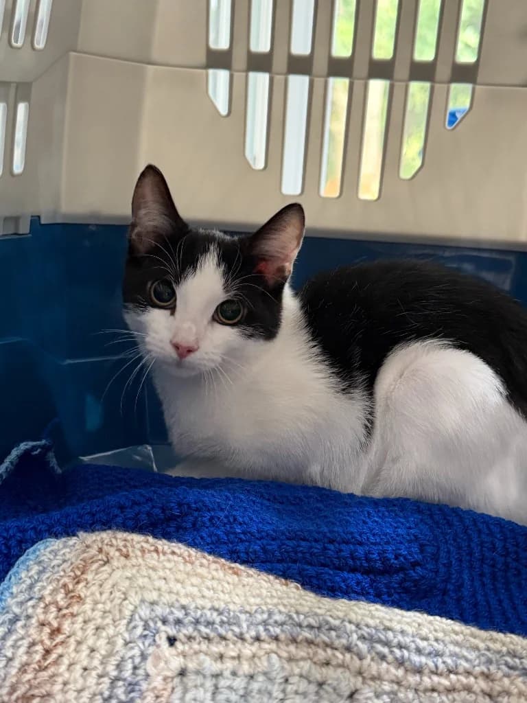Candice, female puppy Mixed Breed Cat for adoption at Yorkshire Cat Rescue
