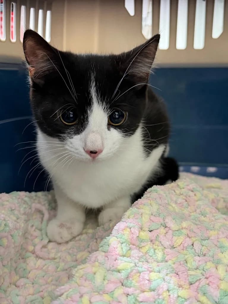 Cassie, Mixed Breed Cat (Yorkshire Cat Rescue)