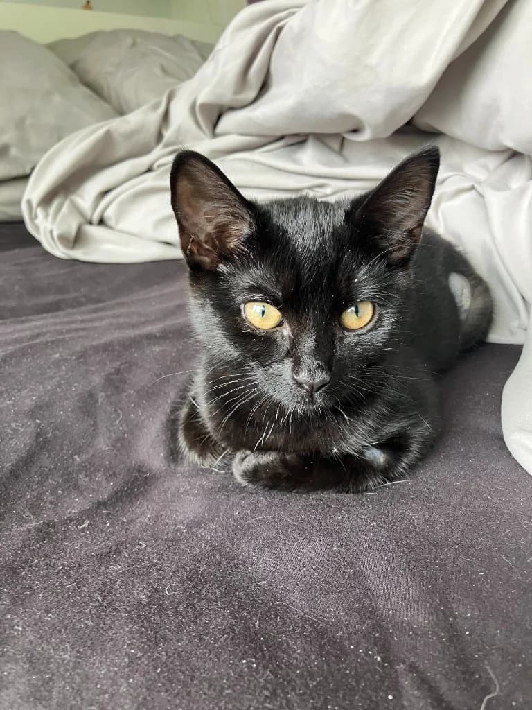 Sally, female puppy Mixed Breed Cat for adoption at Yorkshire Cat Rescue