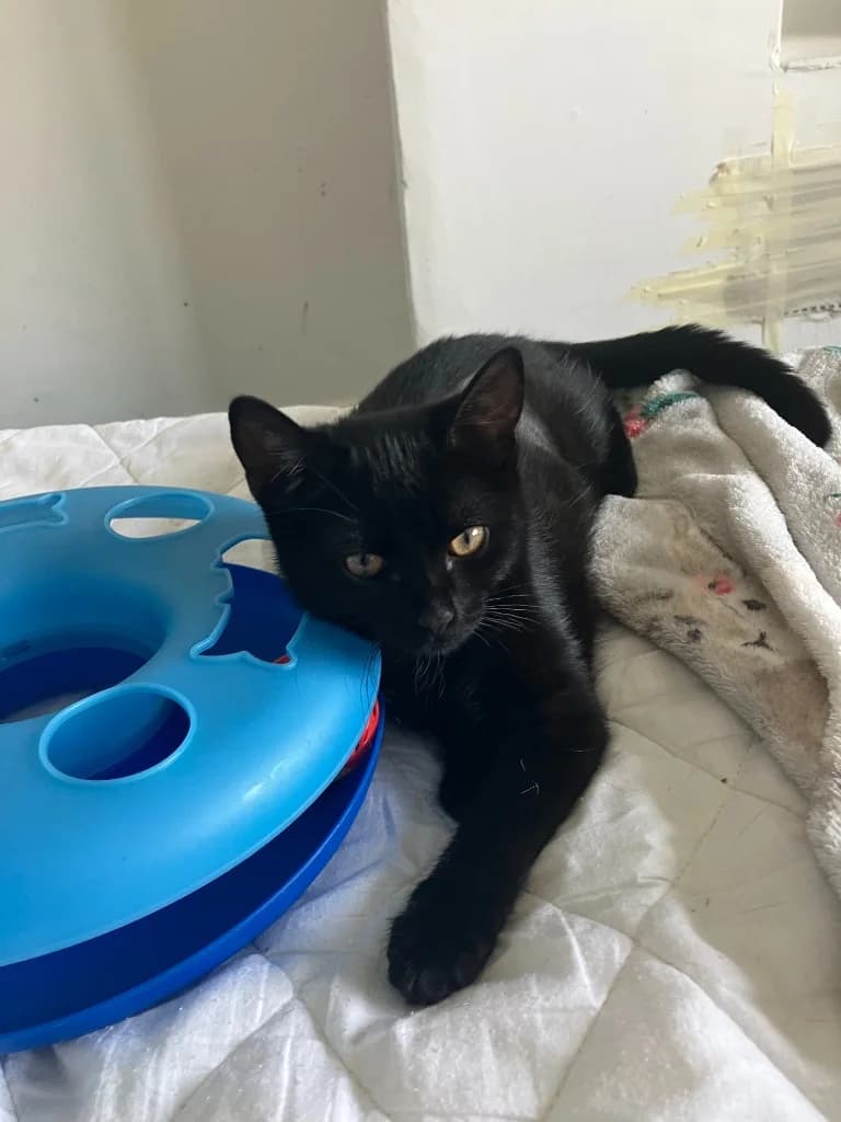 Gillian, female puppy Mixed Breed Cat for adoption at Yorkshire Cat Rescue
