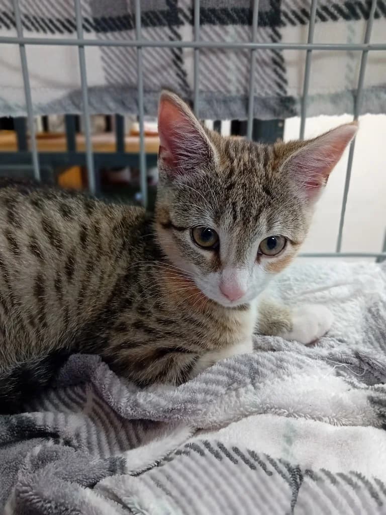 Cinnamon, female puppy Mixed Breed Cat for adoption at Yorkshire Cat Rescue