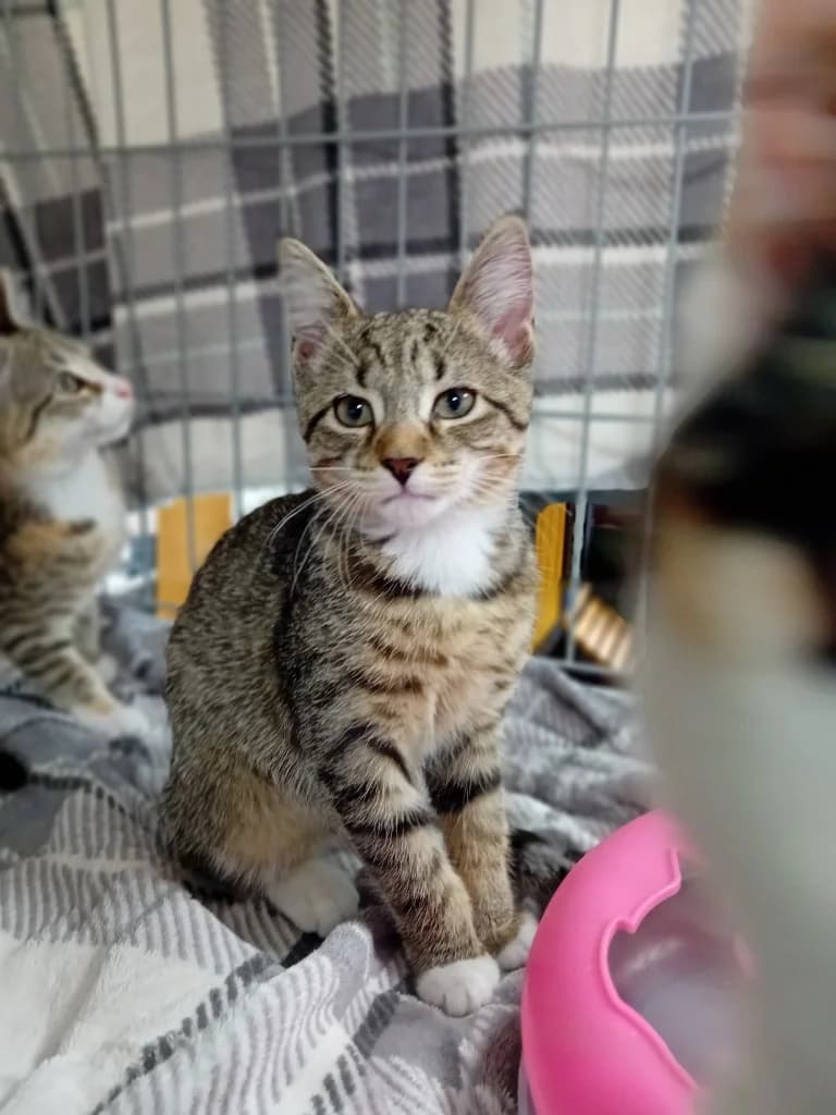 Marble, female puppy Mixed Breed Cat for adoption at Yorkshire Cat Rescue