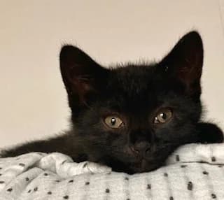Blair, female puppy Mixed Breed Cat for adoption at Yorkshire Cat Rescue