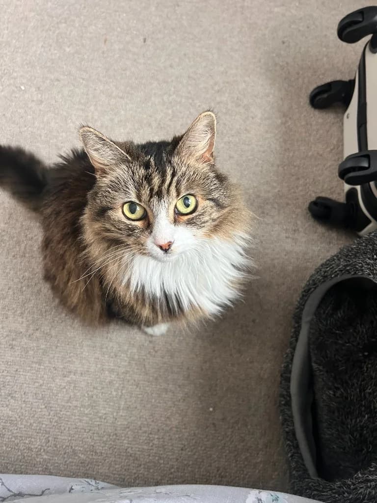 Pompom, female senior mixed breed for adoption at Yorkshire Cat Rescue