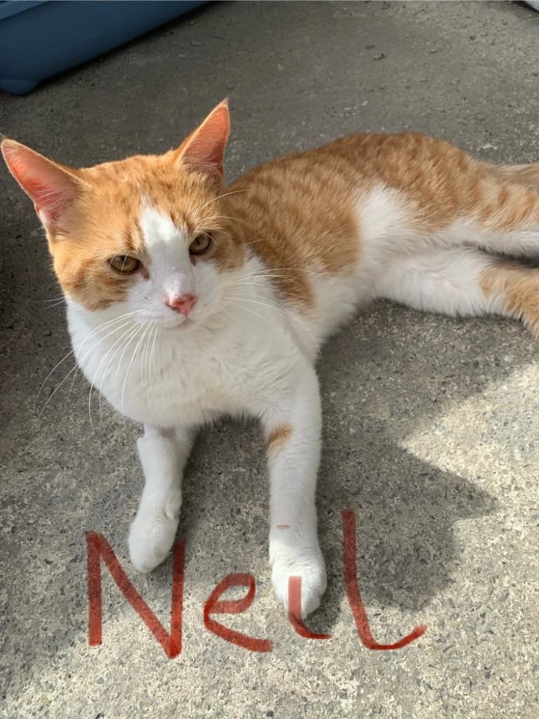 Neil, male young Mixed Breed Cat for adoption at Yorkshire Cat Rescue
