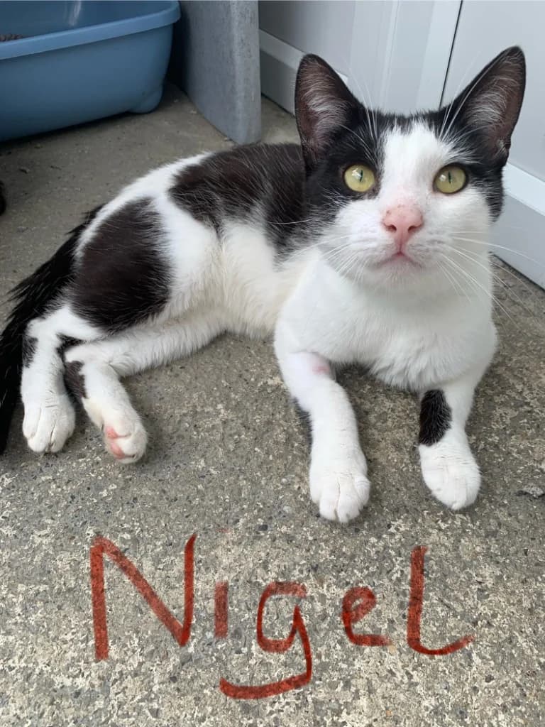 Nigel, male young Mixed Breed Cat for adoption at Yorkshire Cat Rescue