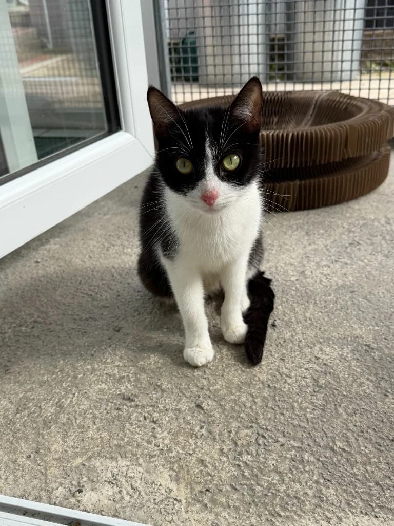 Nora, female young Mixed Breed Cat for adoption at Yorkshire Cat Rescue