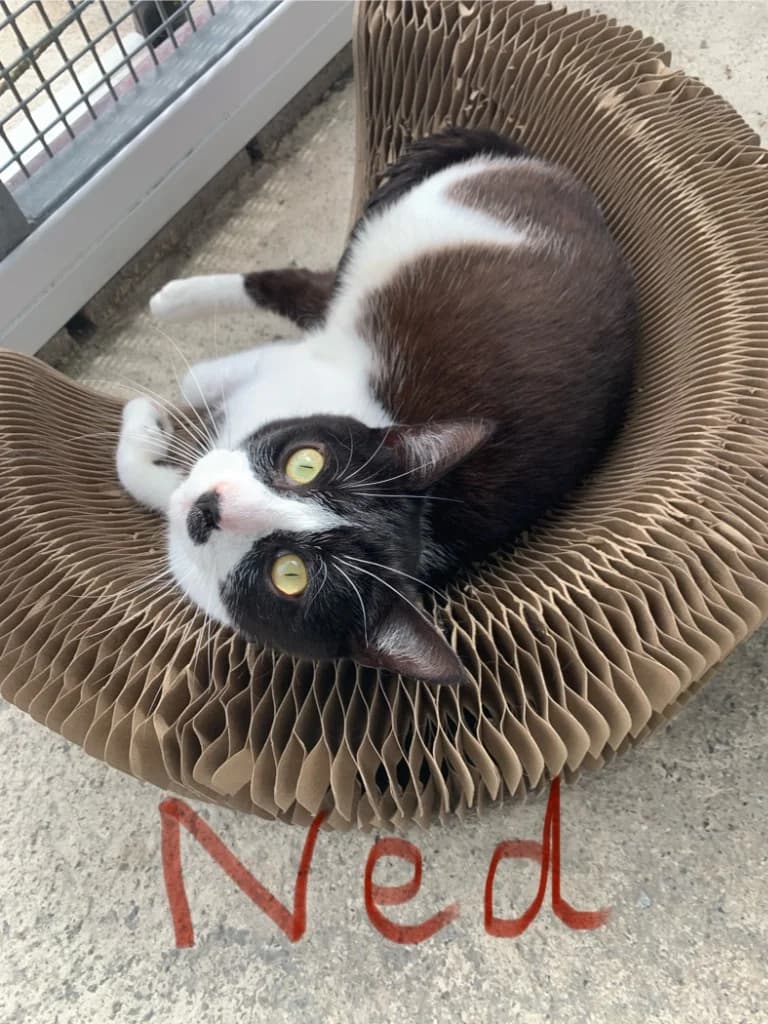 Ned, male young Mixed Breed Cat for adoption at Yorkshire Cat Rescue