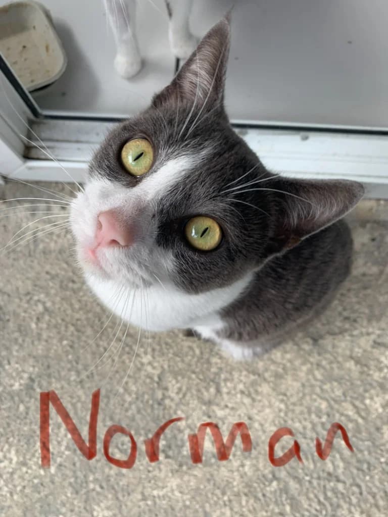 Norman, male young Mixed Breed Cat for adoption at Yorkshire Cat Rescue