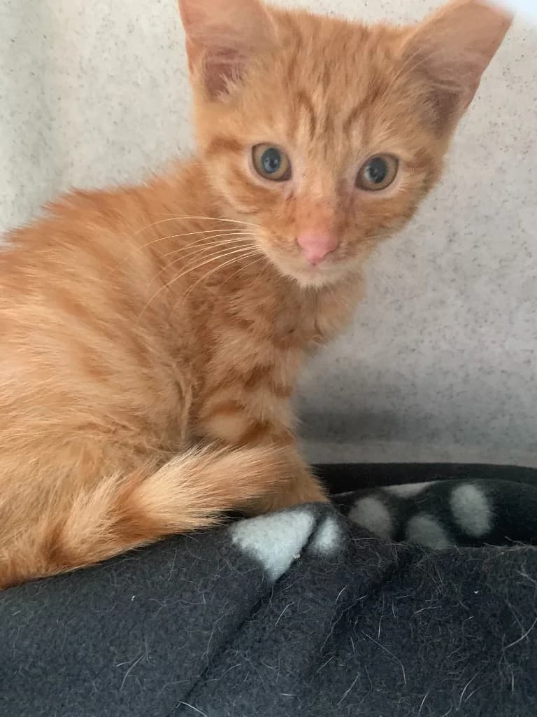 Louie, male puppy Mixed Breed Cat for adoption at Yorkshire Cat Rescue
