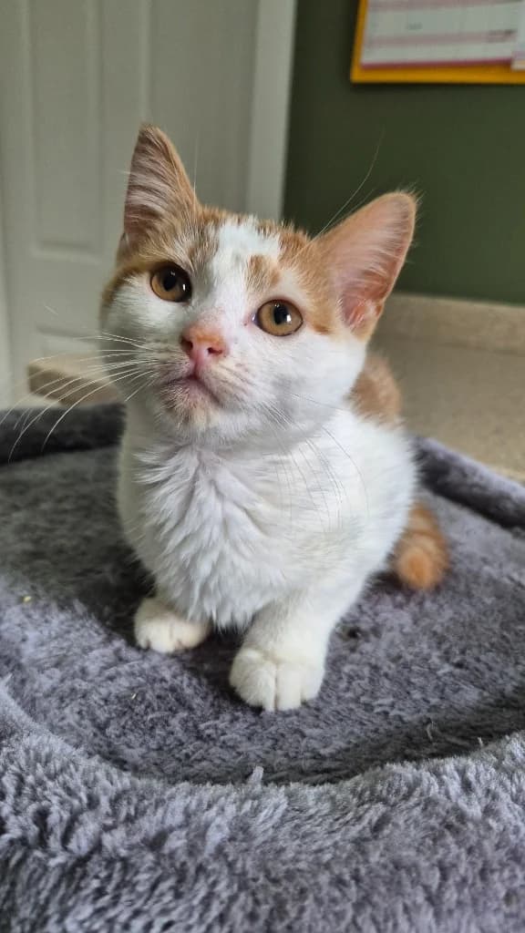 Leonie, female puppy Mixed Breed Cat for adoption at Yorkshire Cat Rescue