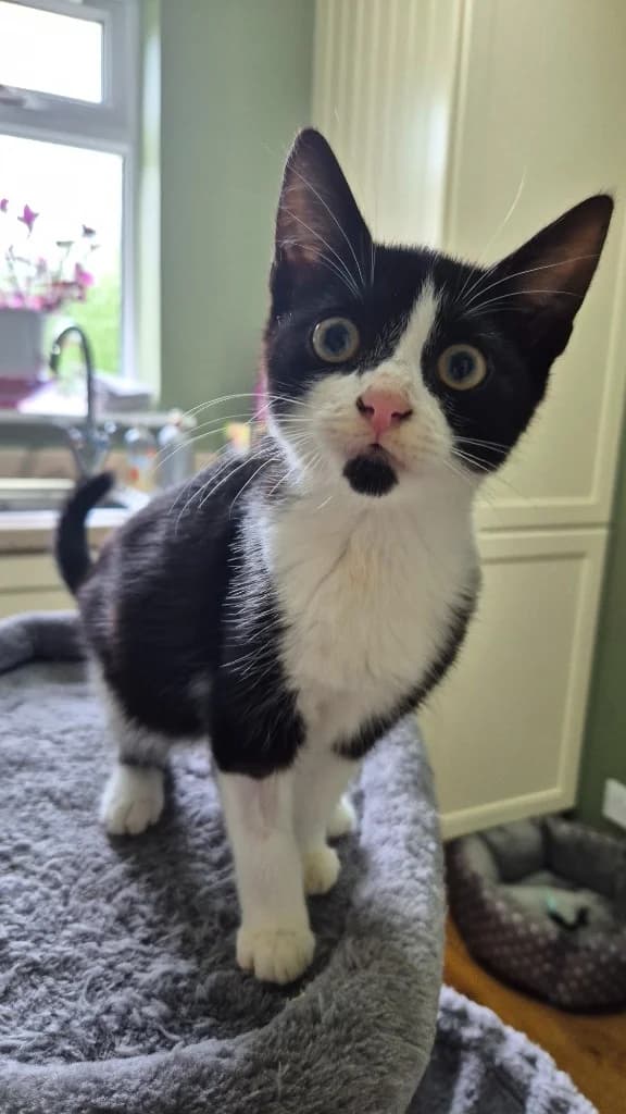 Lottie, female puppy Mixed Breed Cat for adoption at Yorkshire Cat Rescue