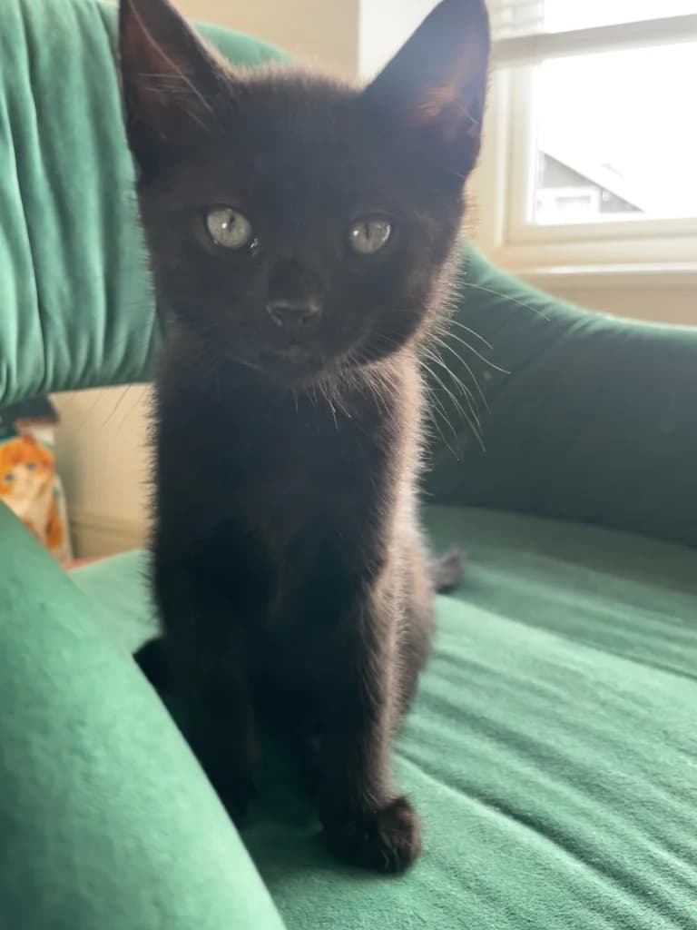 Moonbeam, male puppy Mixed Breed Cat for adoption at Yorkshire Cat Rescue