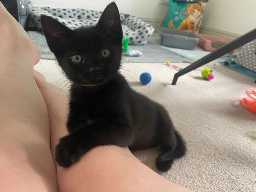 Sunbeam, male puppy Mixed Breed Cat for adoption at Yorkshire Cat Rescue