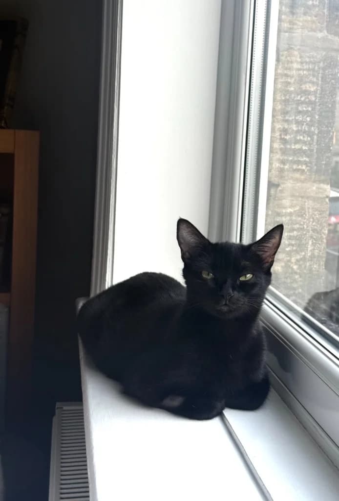 Missy, female young Mixed Breed Cat for adoption at Yorkshire Cat Rescue