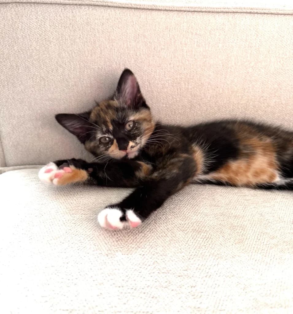 Penny, female puppy Mixed Breed Cat for adoption at Yorkshire Cat Rescue
