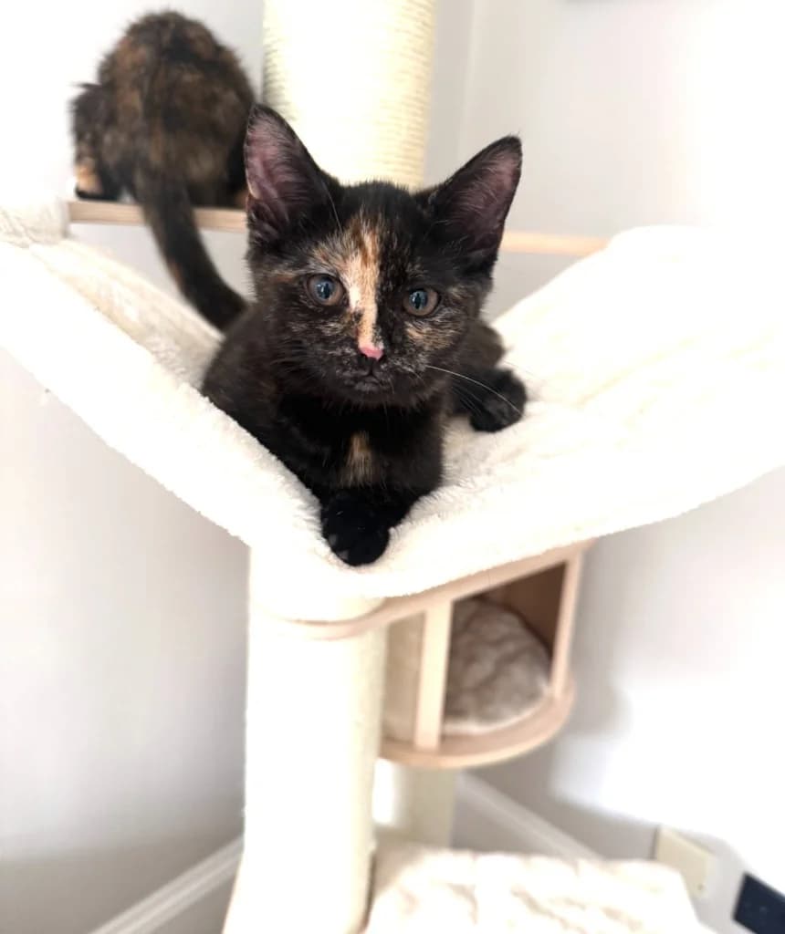 Latifah, female puppy Mixed Breed Cat for adoption at Yorkshire Cat Rescue