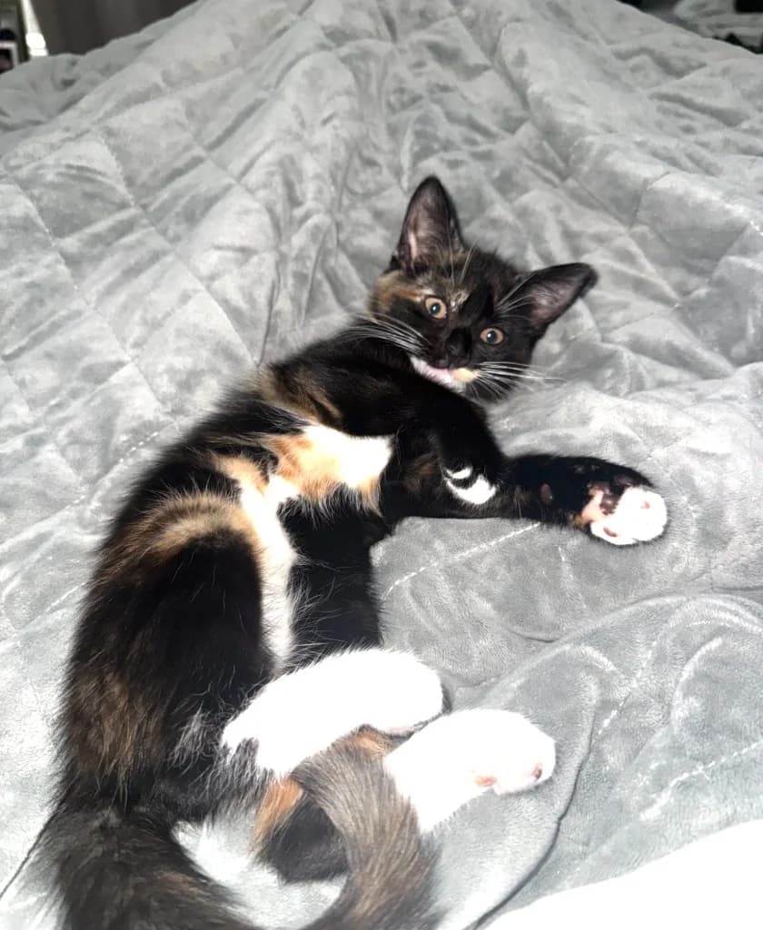 Salt, female puppy Mixed Breed Cat for adoption at Yorkshire Cat Rescue