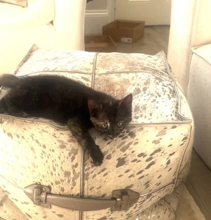 Pepa, female puppy Mixed Breed Cat for adoption at Yorkshire Cat Rescue