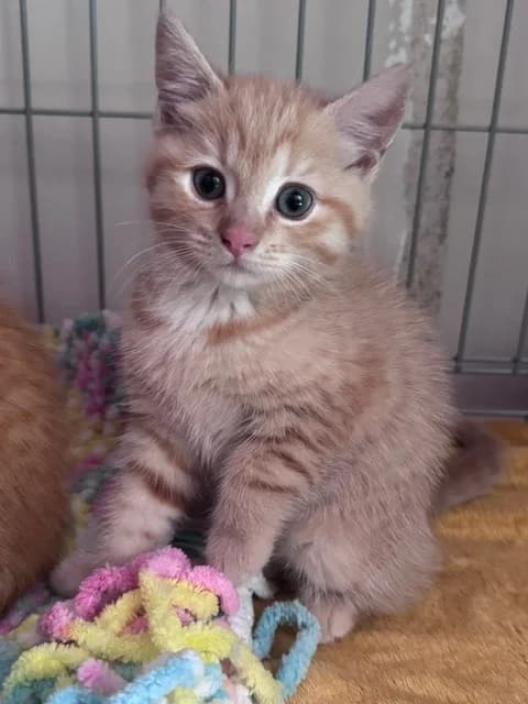 Cheeto, female puppy Mixed Breed Cat for adoption at Yorkshire Cat Rescue