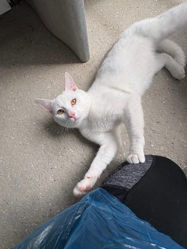 Nimbus, male young Mixed Breed Cat for adoption at Yorkshire Cat Rescue