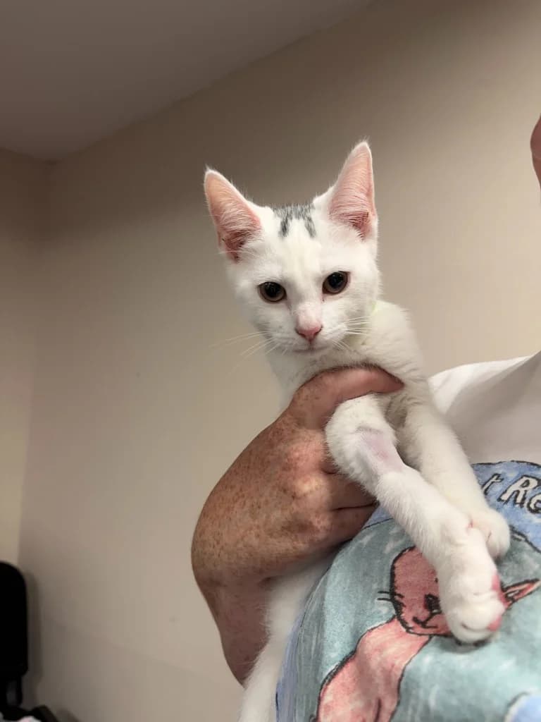 Yeti, male puppy Mixed Breed Cat for adoption at Yorkshire Cat Rescue