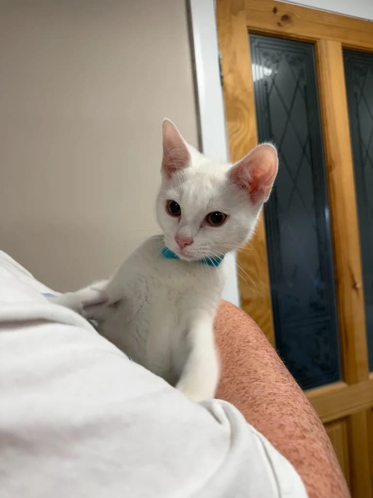 Hedwig, male puppy Mixed Breed Cat for adoption at Yorkshire Cat Rescue