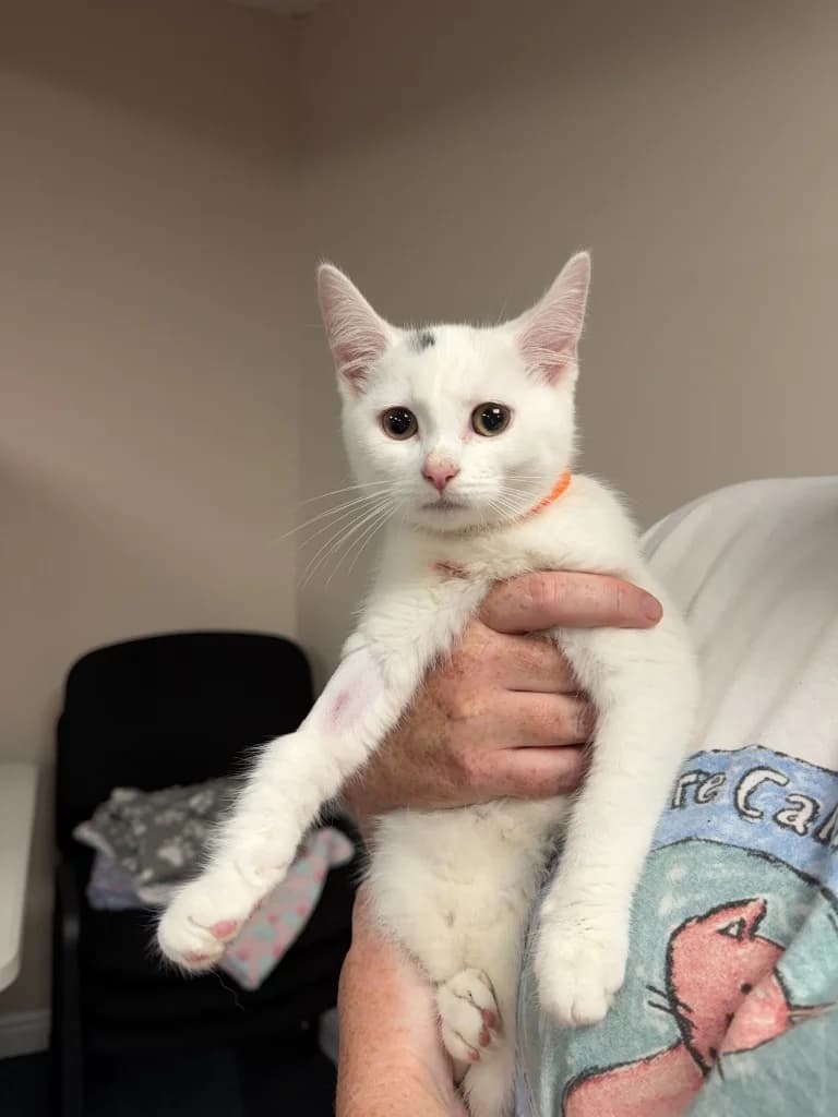 Lumi, female puppy Mixed Breed Cat for adoption at Yorkshire Cat Rescue