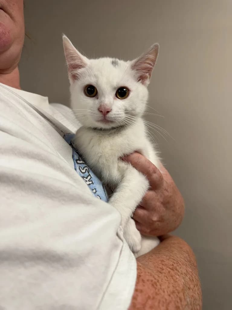 Gwyneira, female puppy Mixed Breed Cat for adoption at Yorkshire Cat Rescue