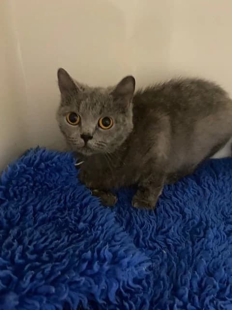 Patricia, female puppy British Shorthair for adoption at Yorkshire Cat Rescue