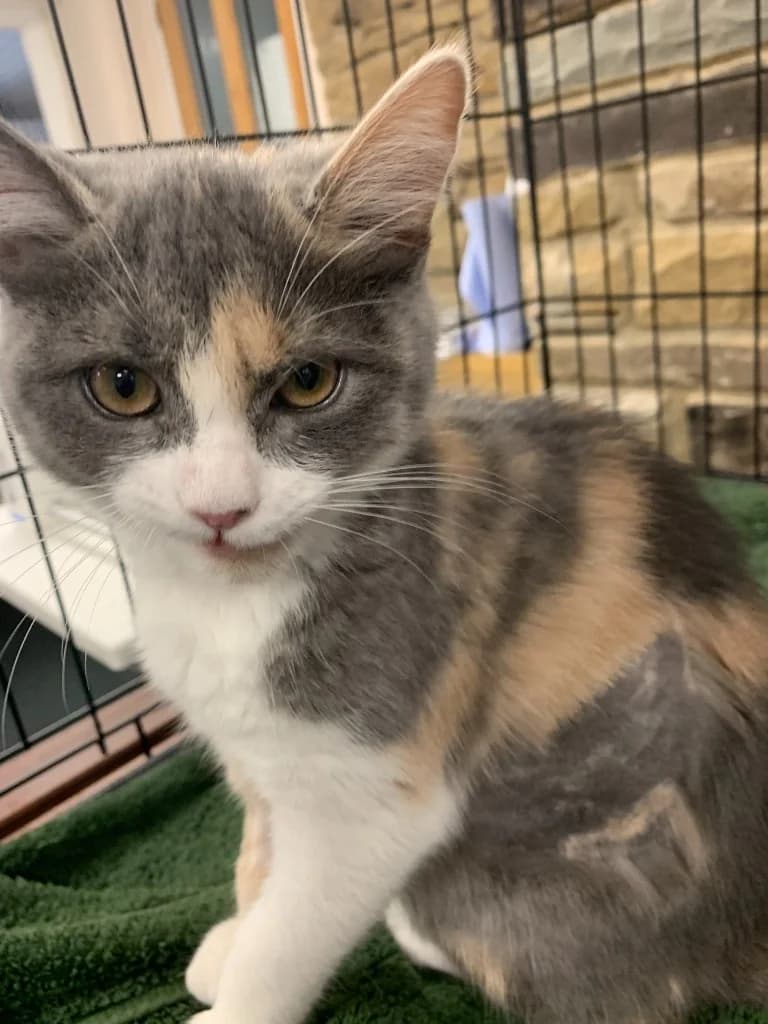 Skylar, female puppy Mixed Breed Cat for adoption at Yorkshire Cat Rescue