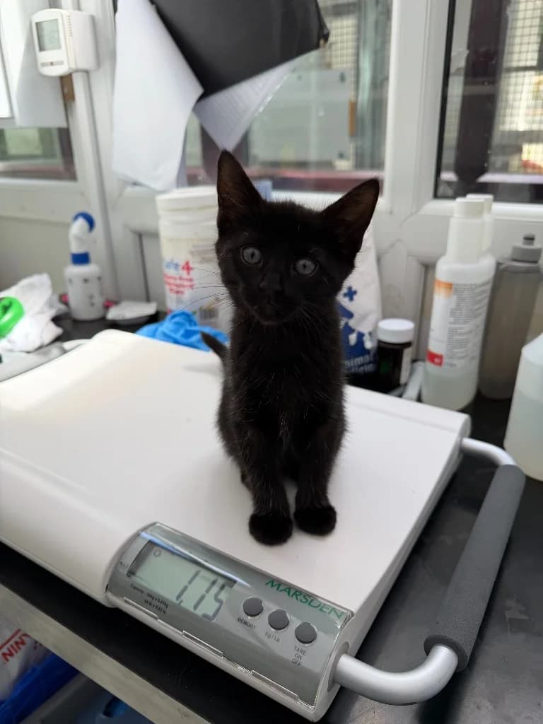 Ophelia, female puppy Mixed Breed Cat for adoption at Yorkshire Cat Rescue