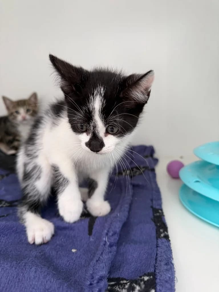 Otis, male puppy Mixed Breed Cat for adoption at Yorkshire Cat Rescue