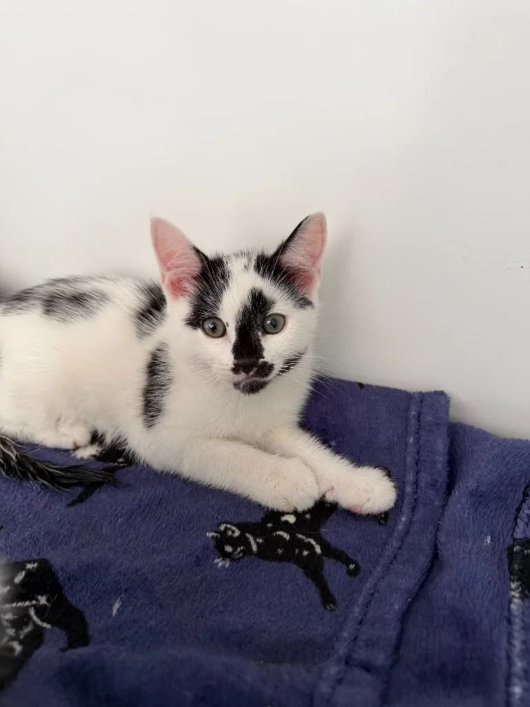 Otto, male puppy Mixed Breed Cat for adoption at Yorkshire Cat Rescue