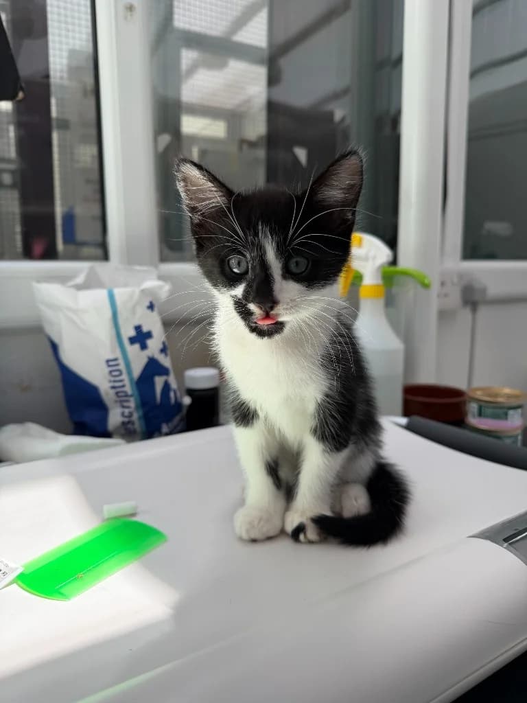 Odin, male puppy Mixed Breed Cat for adoption at Yorkshire Cat Rescue
