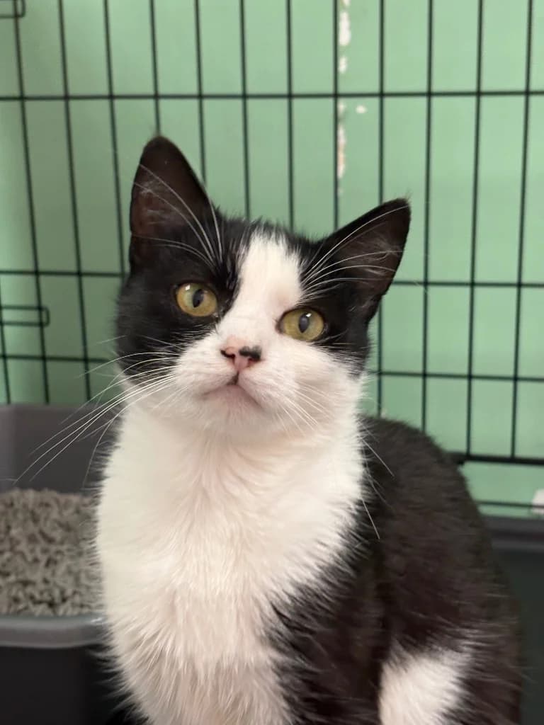Dolly, female puppy Mixed Breed Cat for adoption at Yorkshire Cat Rescue