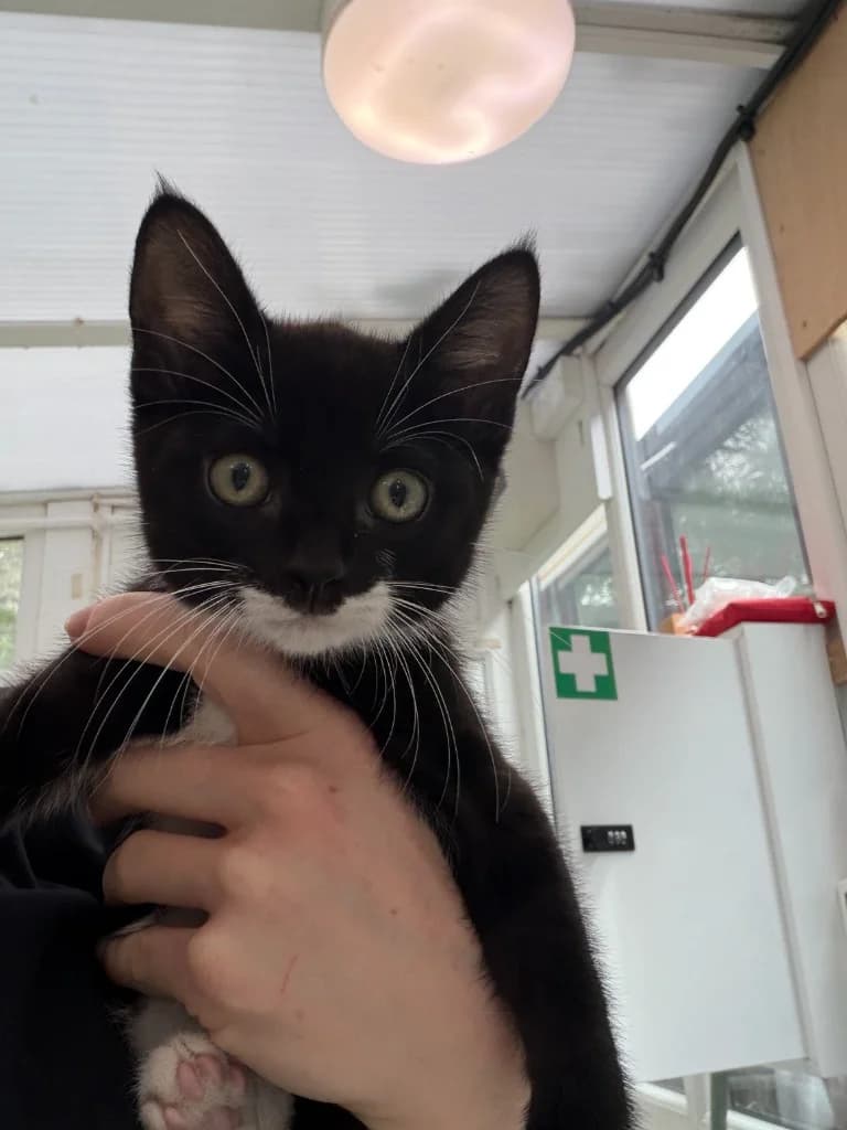 Donald, male puppy Mixed Breed Cat for adoption at Yorkshire Cat Rescue