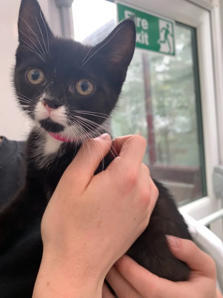 Daffy, female puppy Mixed Breed Cat for adoption at Yorkshire Cat Rescue