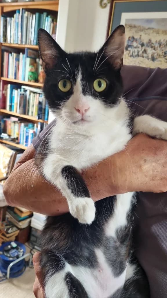 Nini, male young Mixed Breed Cat for adoption at Yorkshire Cat Rescue